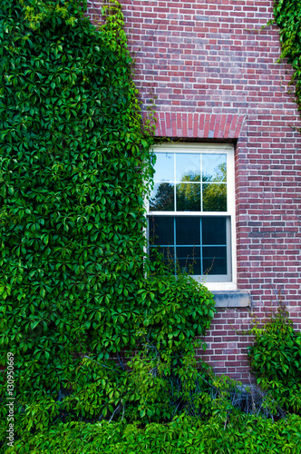 Ivy Covered Dorm