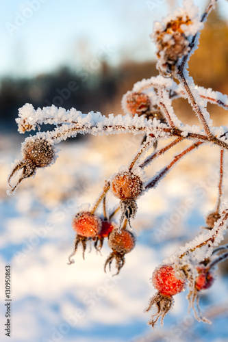 Rose hips covered in ice crystals in winter