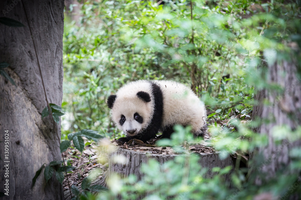 Obraz premium Cute young panda