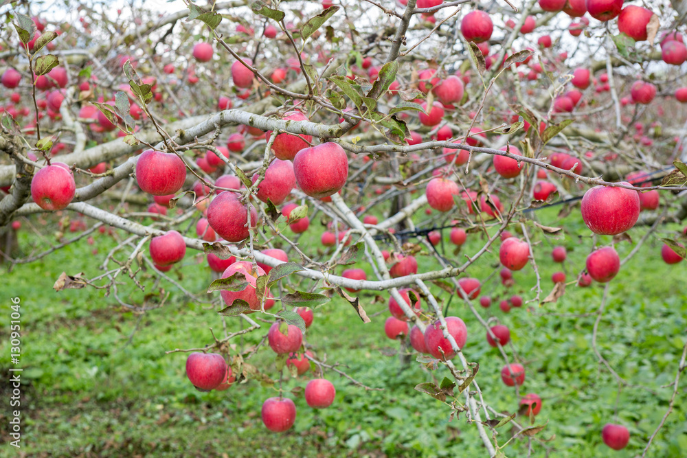 Trees with red apples in an orchard