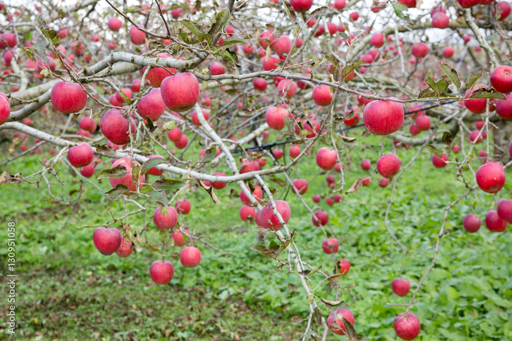 Fototapeta premium Trees with red apples in an orchard
