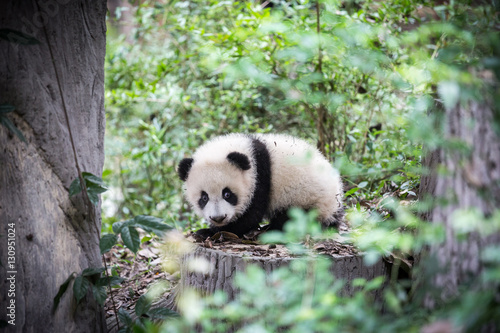 Cute young panda