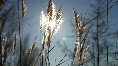 Fototapeta Naklejka Na Ścianę i Meble -  dry grass spikes swaying in the wind winter marsh snow sunlight nature landscape
