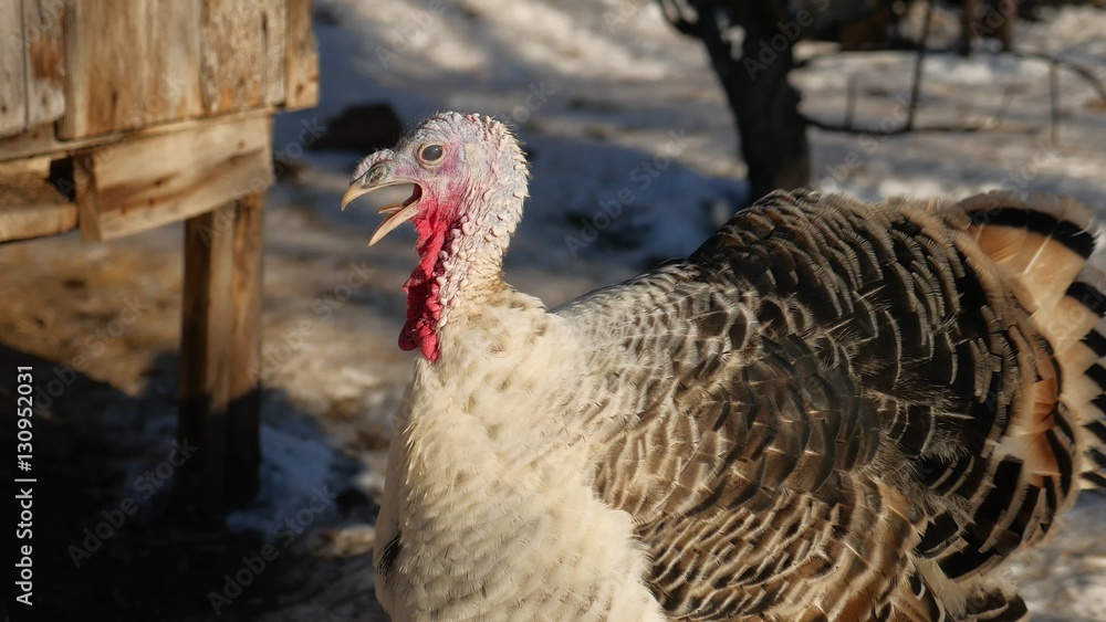 turkey cries in the winter on snow Thanksgiving Day turkey cries in the winter on snow Thanksgiving Day