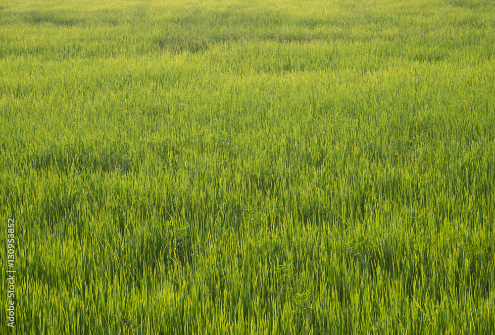 Rice field