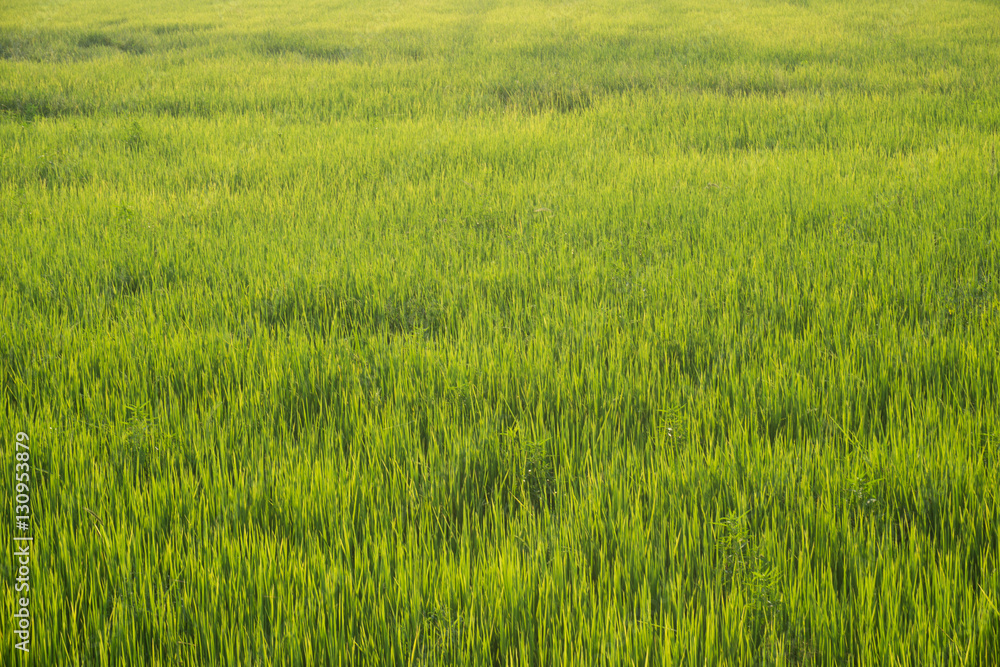 Rice field