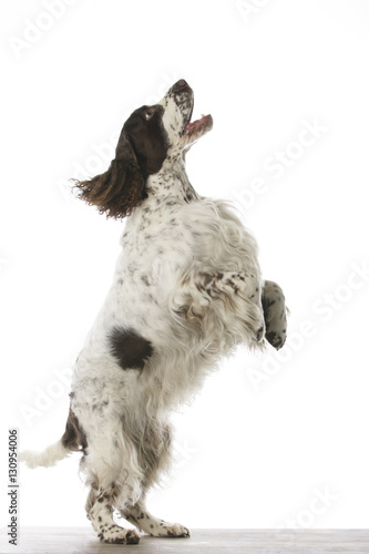 Obraz na płótnie english springer spaniel in studio 