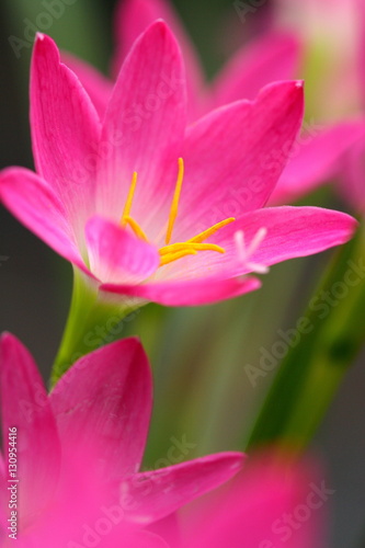 Pink beautiful Fairy lily in garden.