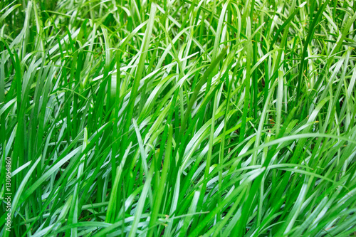 Thick green grass among other jungle greenery in my lush tropical garden. This beautiful wild grass is part of a pasture on my rural property and is a great place to enjoy a spring or summer day.