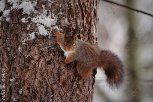 Squirrel © Yuri Macsimov
