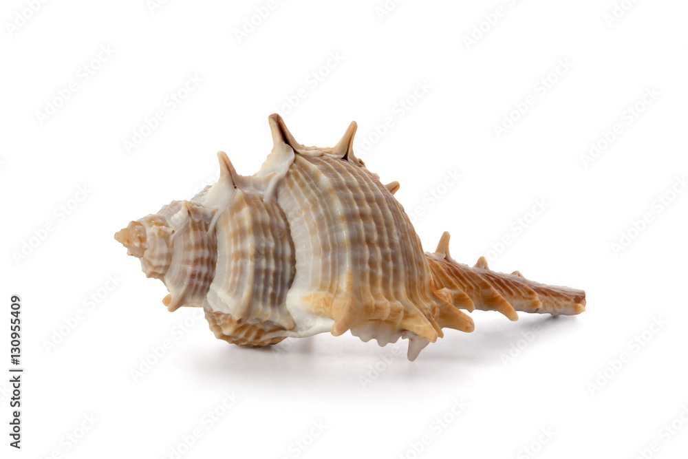 Shell from the Pacific Ocean floor Shell from the Pacific Ocean floor