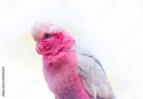 The galah also known as the rose-breasted, galah, roseate cockatoo or pink and grey, is one of the most common and widespread, and it can be found in open country in all parts of mainland Australia. © Hummingbird Art