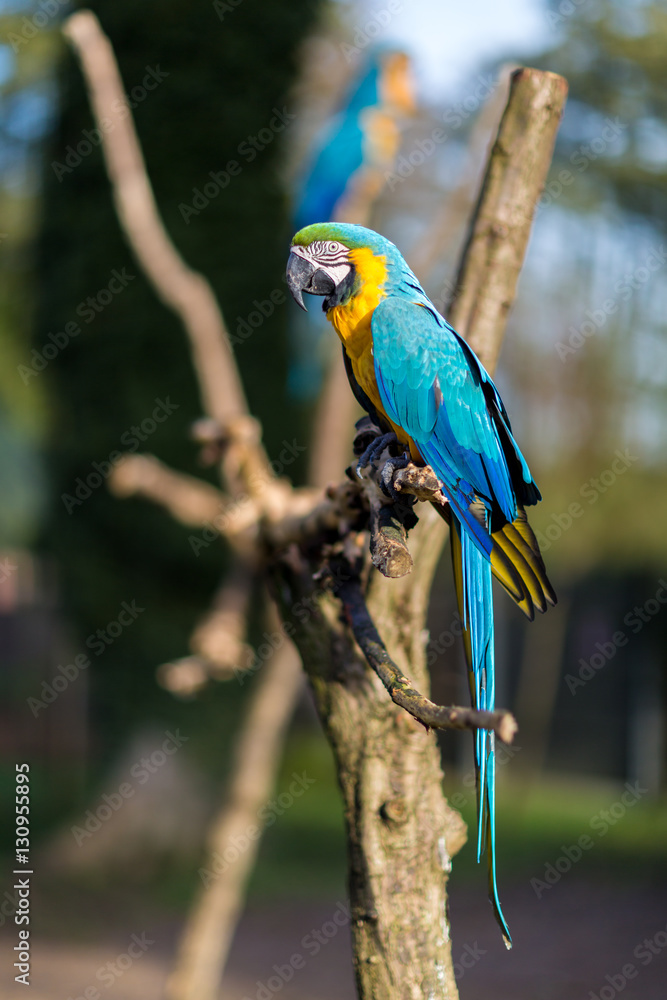 The blue-and-yellow, also known as the blue-and-gold macaw, is a large South American parrot with blue top parts and yellow under parts. It is a member of the large group of neotropical parrots.