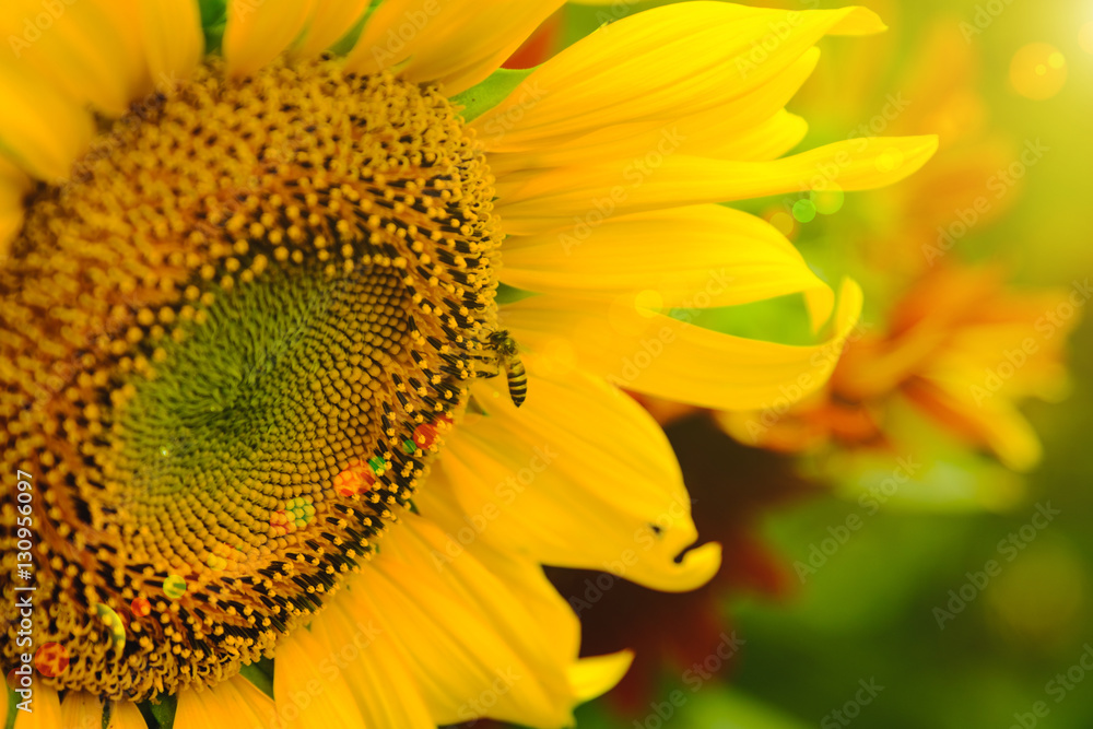 The bee sitting on sunflower. Selective and Soft focus with Sun rise flare effect. The bee sitting on sunflower. Selective and Soft focus with Sun rise flare effect.