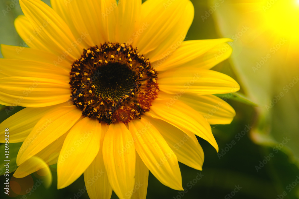 Selective and Soft focus. Sunflowers field with lighting flare effect. Selective and Soft focus. Sunflowers field with lighting flare effect.