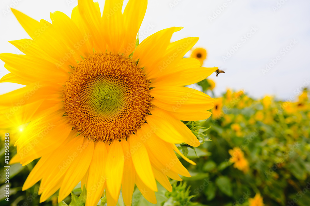 Selective and Soft focus. Sunflowers field with lighting flare effect.