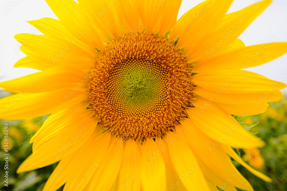 Obraz premium Selective and Soft focus. Sunflowers field with lighting flare effect.