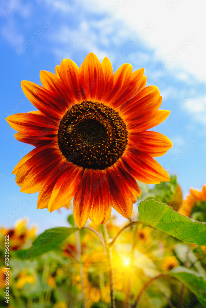 Obraz premium Selective and Soft focus. Red Sunflowers field with Sun rise flare effect.