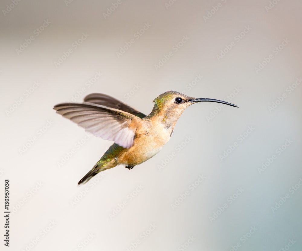 Fototapeta premium Lucifer hummingbird female. The tiny, vividly purple-throated Lucifer Hummingbird is mainly a species of northern Mexico and central Mexico. 