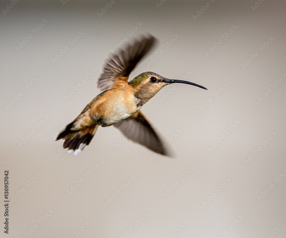 Fototapeta premium Lucifer hummingbird female. The tiny, vividly purple-throated Lucifer Hummingbird is mainly a species of northern Mexico and central Mexico. 