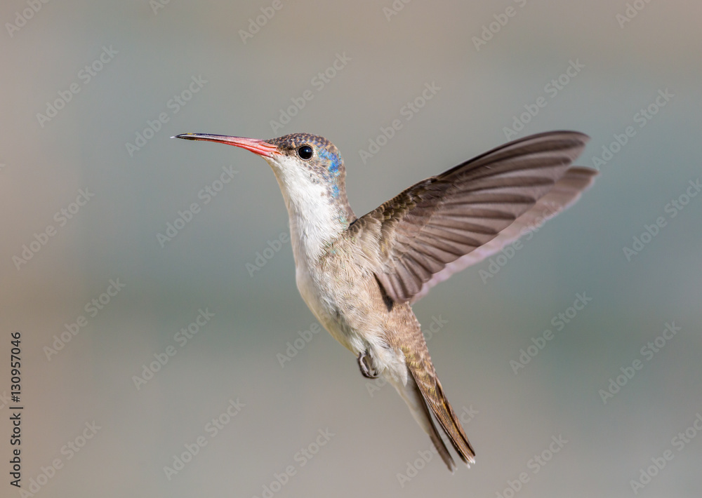 Fototapeta premium Violet Crowned Hummingbird. Using different backgrounds the bird becomes more interesting and blends with the colors. These birds are native to Mexico and brighten up most gardens where flowers bloom.