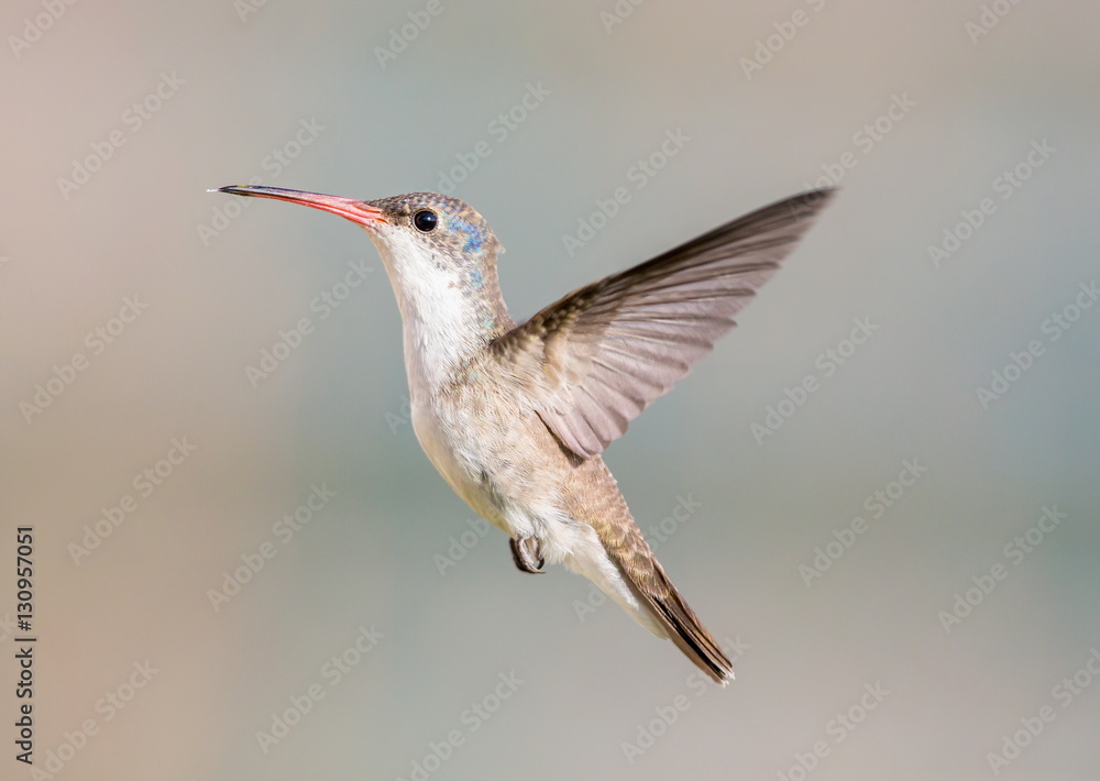 Fototapeta premium Violet Crowned Hummingbird. Using different backgrounds the bird becomes more interesting and blends with the colors. These birds are native to Mexico and brighten up most gardens where flowers bloom.