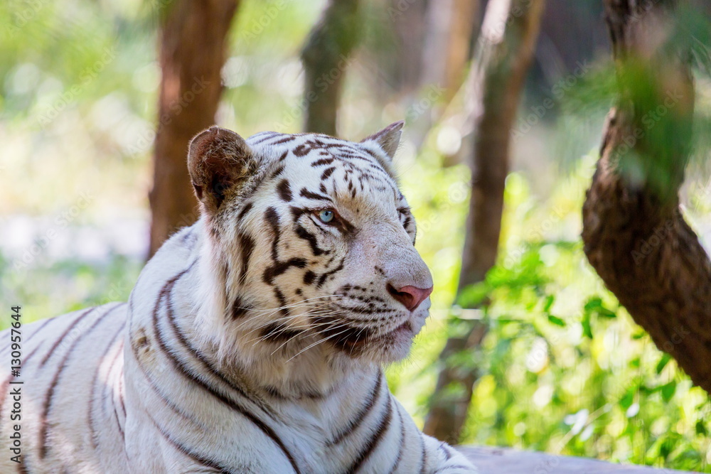 Obraz premium The white tiger is a pigmentation variant of the Bengal tiger, which is reported in the wild from time to time in the Indian states of Assam, West Bengal and Bihar in the Sunderbans region.