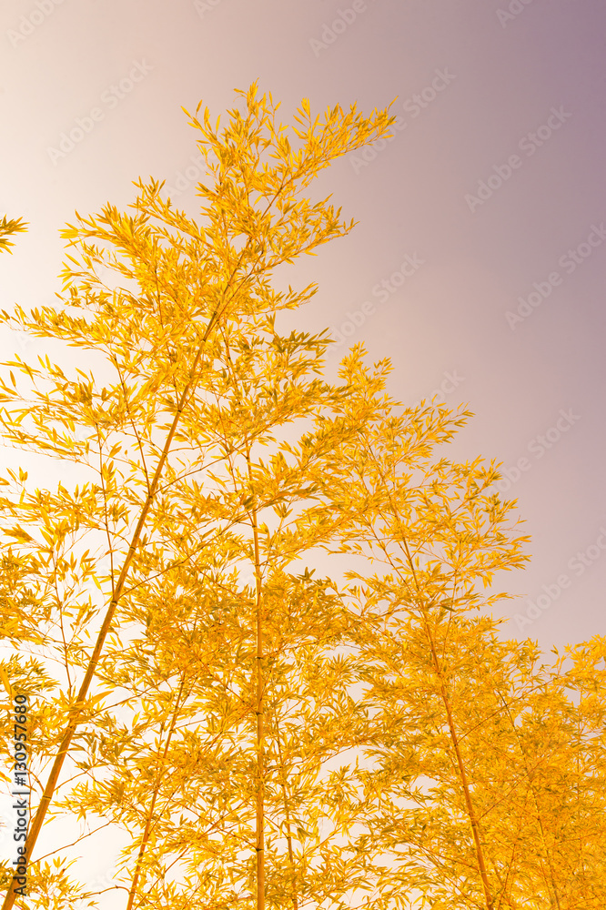 Obraz premium 金色の竹林