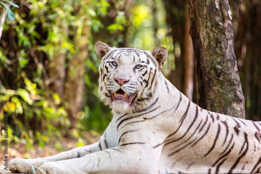 The white tiger is a pigmentation variant of the Bengal tiger, which is reported in the wild from time to time in the Indian states of Assam, West Bengal and Bihar in the Sunderbans region.