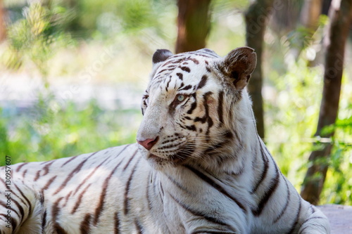 Fototapeta Naklejka Na Ścianę i Meble -  The white tiger is a pigmentation variant of the Bengal tiger, which is reported in the wild from time to time in the Indian states of Assam, West Bengal and Bihar in the Sunderbans region.