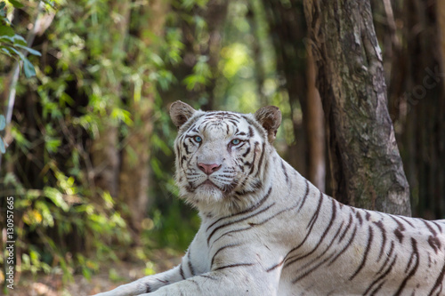 Fototapeta Naklejka Na Ścianę i Meble -  The white tiger is a pigmentation variant of the Bengal tiger, which is reported in the wild from time to time in the Indian states of Assam, West Bengal and Bihar in the Sunderbans region.