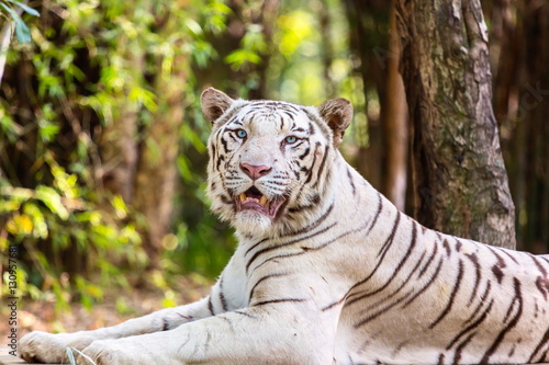 The white tiger is a pigmentation variant of the Bengal tiger  which is reported in the wild from time to time in the Indian states of Assam  West Bengal and Bihar in the Sunderbans region.