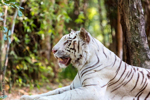 Fototapeta Naklejka Na Ścianę i Meble -  The white tiger is a pigmentation variant of the Bengal tiger, which is reported in the wild from time to time in the Indian states of Assam, West Bengal and Bihar in the Sunderbans region.