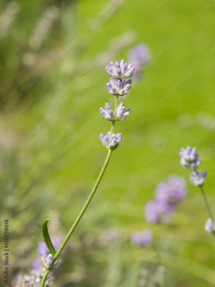Fototapeta premium Lavender, Lavandula angustifolia, flowers on stem macro with bokeh background, selective focus, shallow DOF