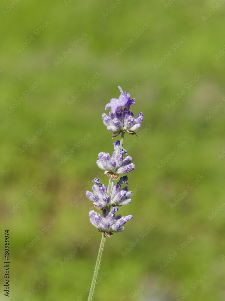 Lavender, Lavandula angustifolia, flowers on stem macro with bokeh background, selective focus, shallow DOF Lavender, Lavandula angustifolia, flowers on stem macro with bokeh background, selective focus, shallow DOF