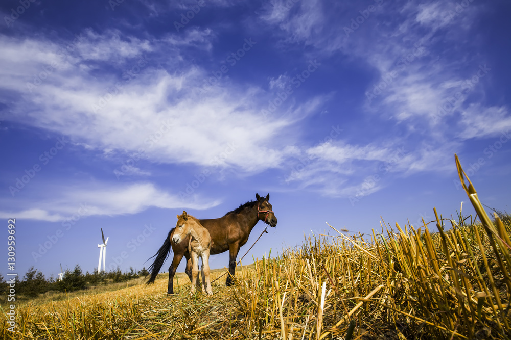 Fototapeta premium The horses in the grasslands of autumn