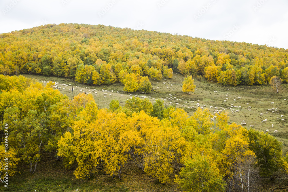 Fototapeta premium In autumn, trees on the hillside