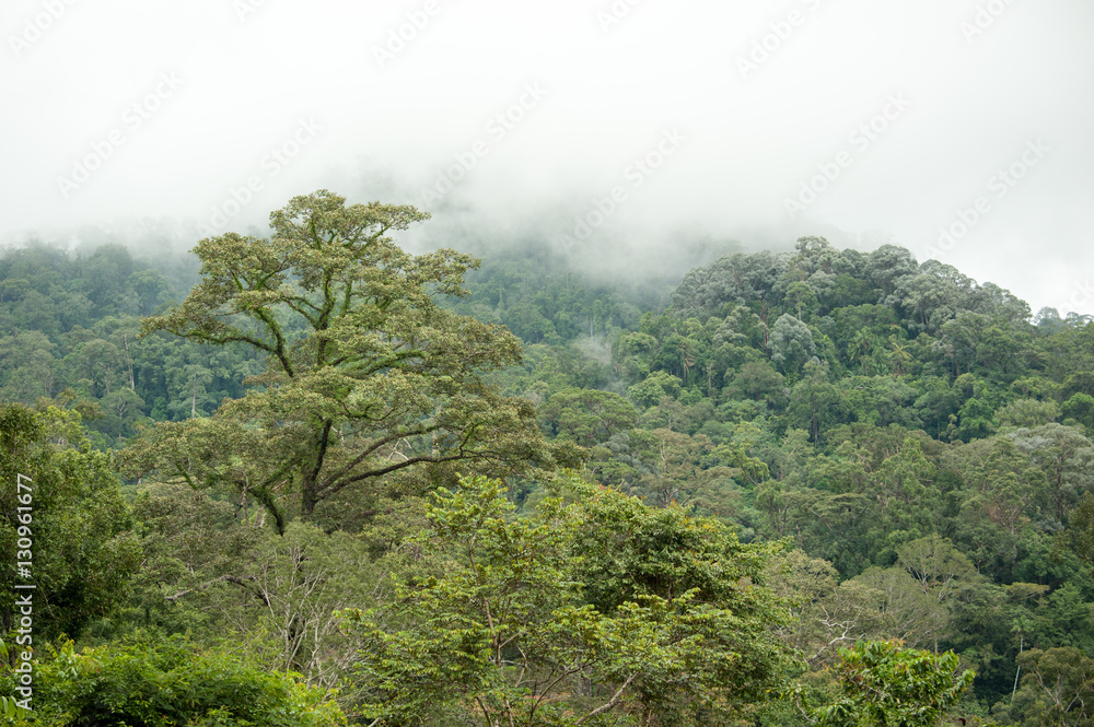 Fototapeta premium tropical rainforest in Hala-Bala Wildlife Sanctuary of Thailand