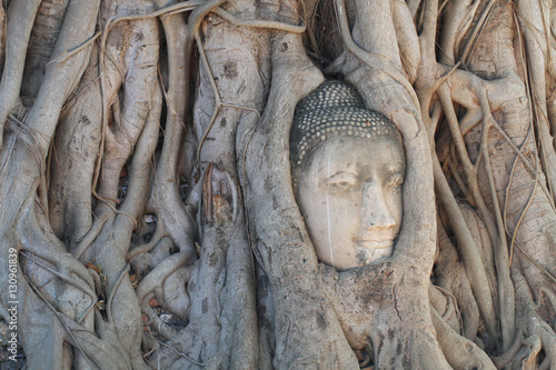 Buddha statue trapped in Tree roots at historical park, Thailand
