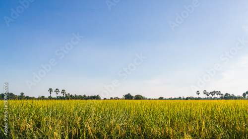 Rice Field