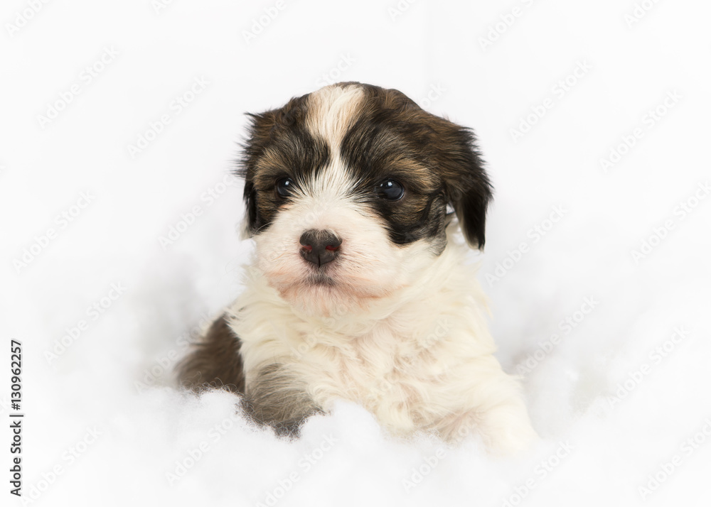 havanese puppy portrait in the studio winter snow StockFoto Adobe Stock