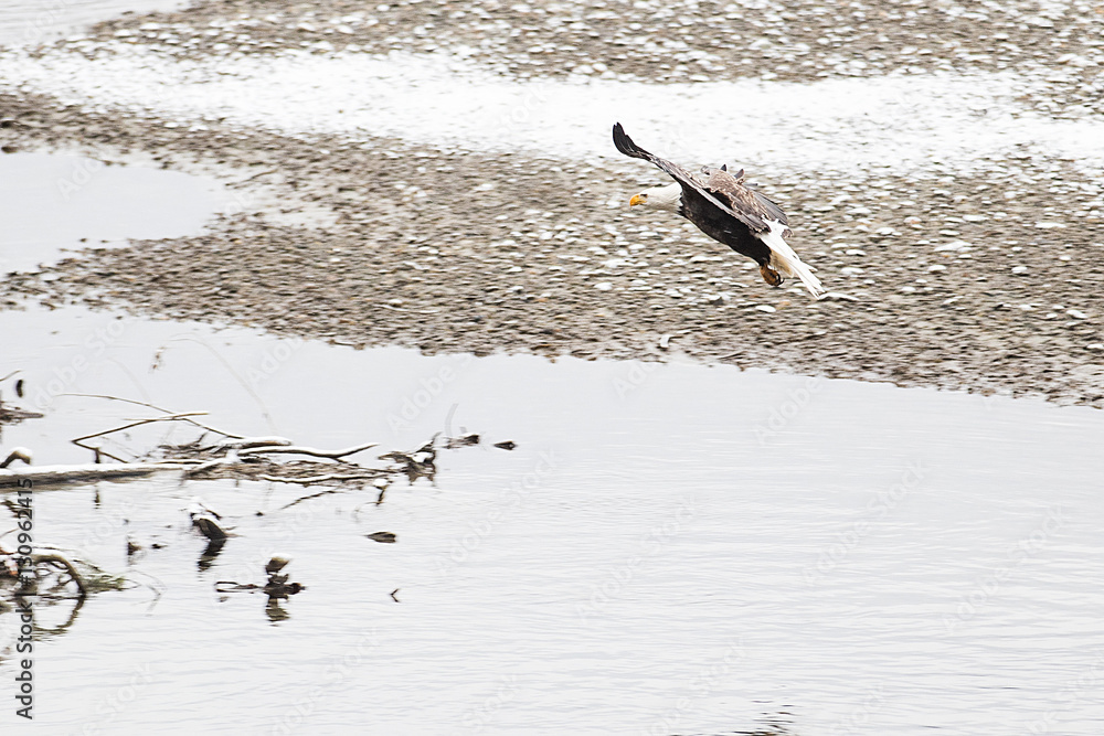 Wild American Bald Eagle in flight over the Skagit River in Wash