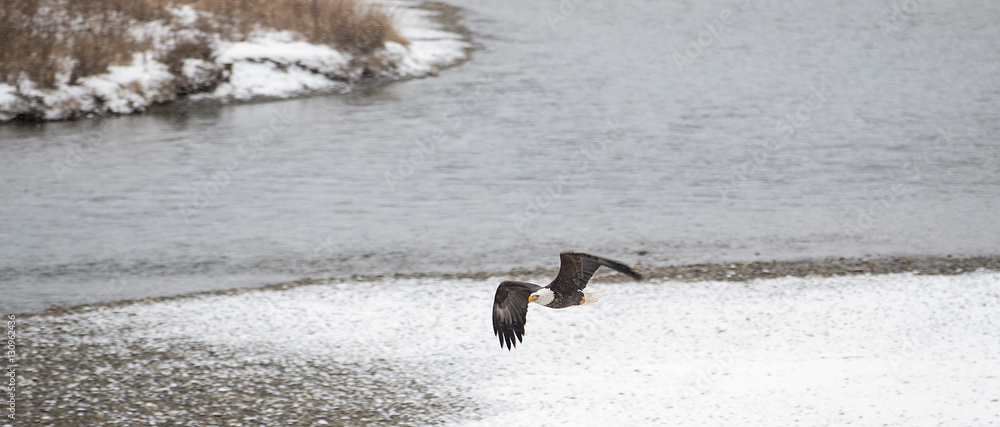 Wild American Bald Eagle in flight over the Skagit River in Wash Wild American Bald Eagle in flight over the Skagit River in Wash