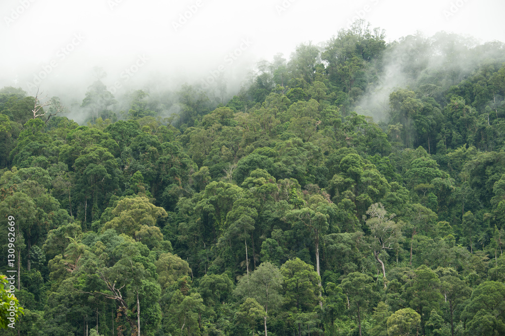 Fototapeta premium tropical rainforest in Hala-Bala Wildlife Sanctuary of Thailand