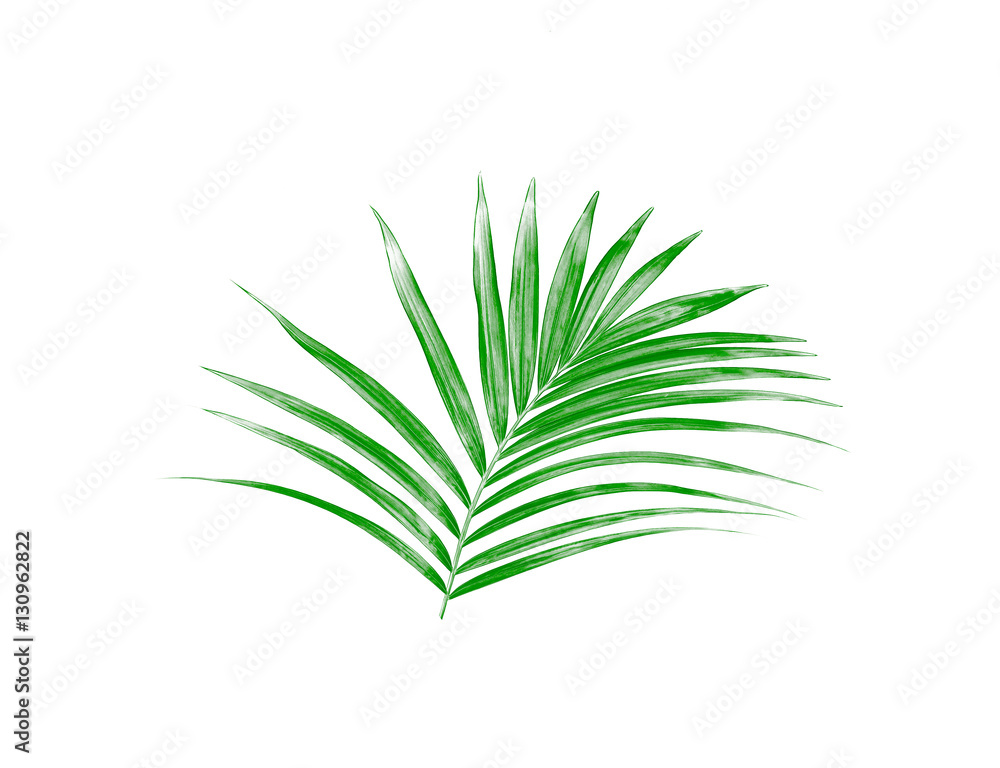 Fototapeta premium Green leaf of palm tree isolated on white background