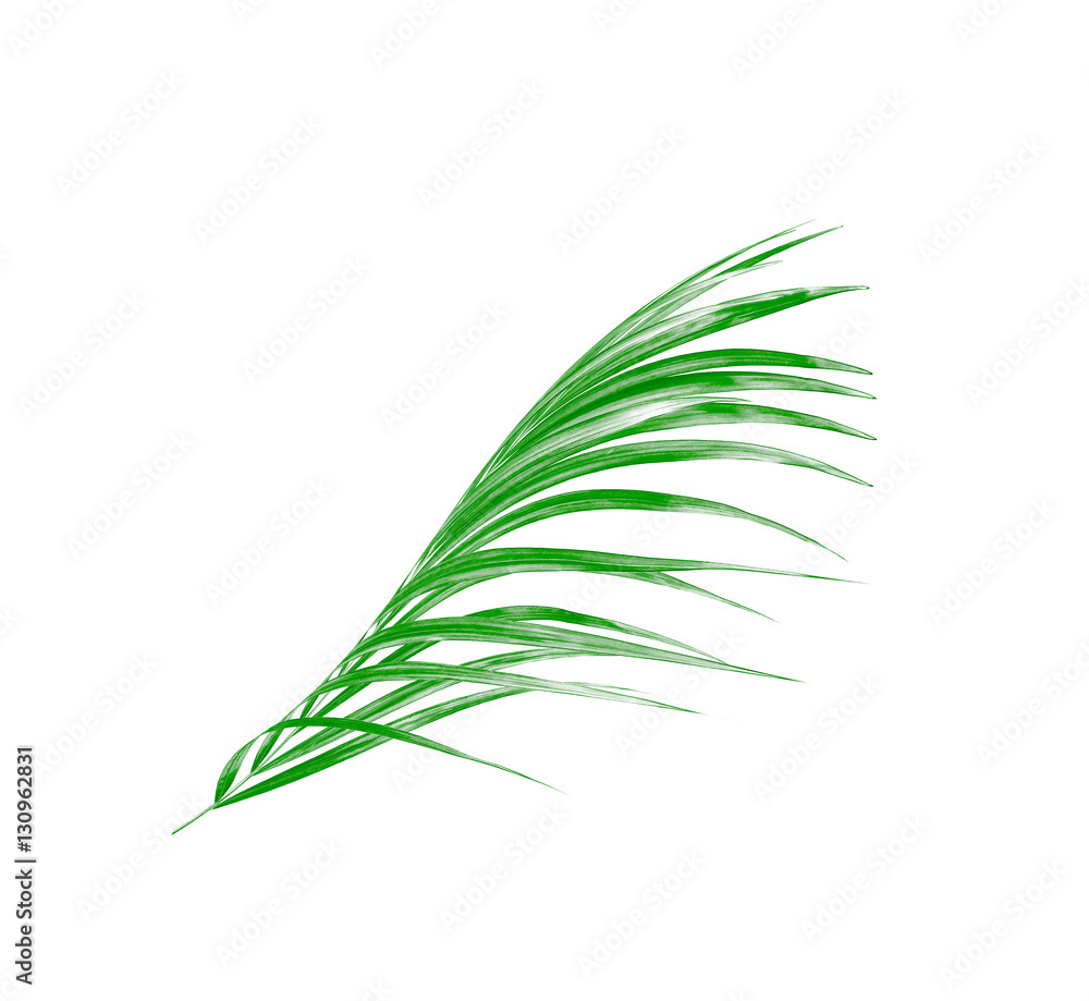 Fototapeta premium Green leaf of palm tree isolated on white background