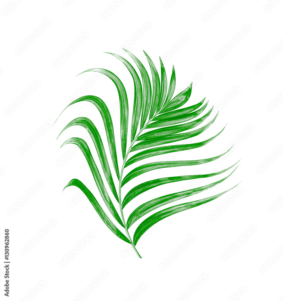 Green leaves of palm tree on white background