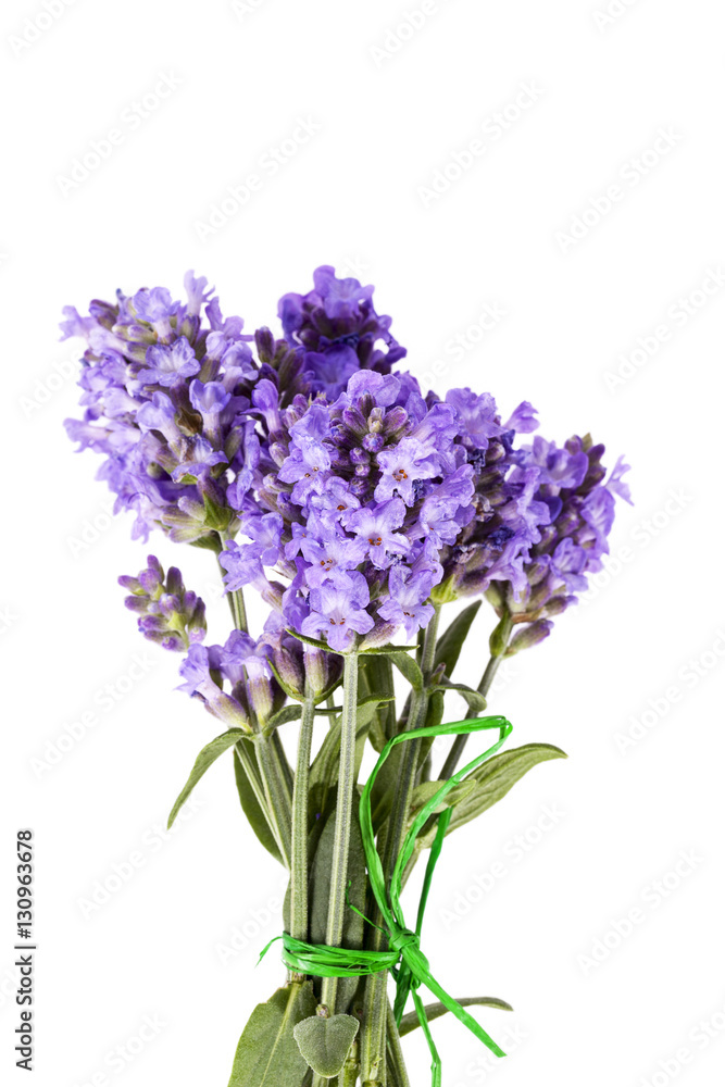Fototapeta premium bouquet of violet lavender flowers isolated on white background