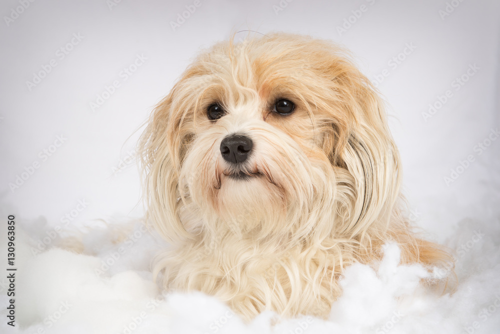 havanese puppy dog in winter studio