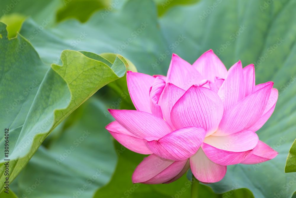 The Lotus Flower.Background is the lotus leaf. The Lotus Flower.Background is the lotus leaf.